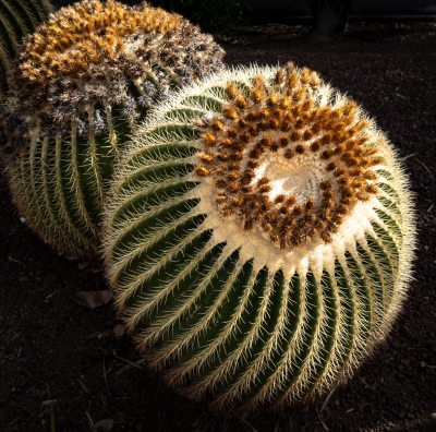 Golden Barrel Cactus, Grand Canaria